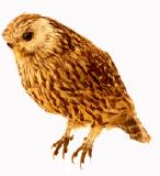 Click for more details.